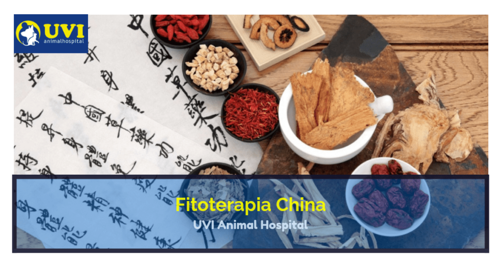 Fitoterapia China Terapia Natural Alternativa UVI Animal Hospital