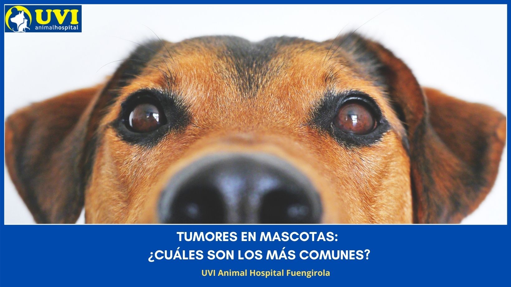 Tumores Más Comunes en Perros y Gatos